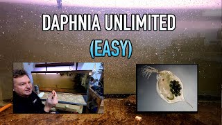 How I Raise Daphnia Water Fleas And You Can Too [upl. by Edmonda76]