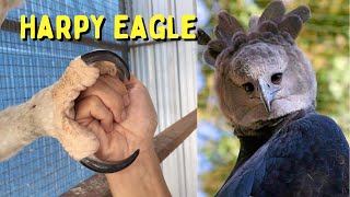 Harpy Eagle Largest Eagles in the World [upl. by Leanahtan]