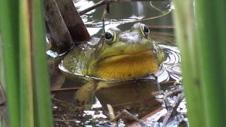 Frog Croaking [upl. by Jeromy391]