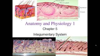 Chapter 5 Integumentary System [upl. by Whitaker]