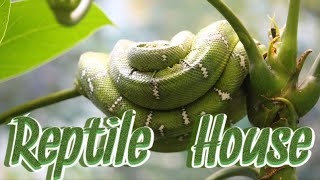 The Reptile House at the Toledo Zoo  May 2019 [upl. by Banks]