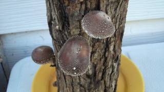 How To Grow Shiitake Mushrooms On Logs [upl. by Eisseb]