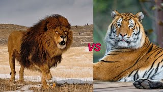 Barbary Lion vs Siberian Tiger [upl. by Fari]