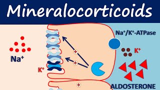 Mineralocorticoids  Fludrocortisone [upl. by Ahsemrac968]