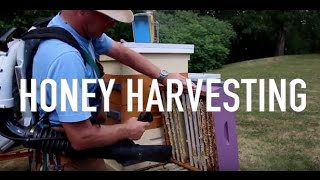 Harvesting Honey [upl. by Nylhtak]