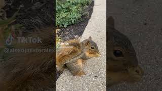 Friendliest Animals Squirrels [upl. by Wiltshire327]