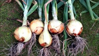 How to Grow Onions from Seed [upl. by Arvind532]