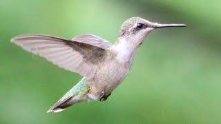 Hummingbird Wing Sounds [upl. by Artened]