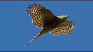 Sparrowhawk Bird Call Bird Song [upl. by Idarb]