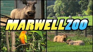 MARWELL ZOO  Winchester  Hampshire  England 4k [upl. by Burn]