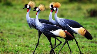 5 Most Beautiful Cranes In The World [upl. by Namolos157]