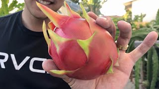 5 Tips to Know When It’s Time to Harvest Dragon Fruit [upl. by Douty891]