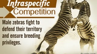 12 Examples of Intraspecific Competition [upl. by Latsirhc881]