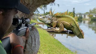 Wild 22 Cal Air Rifle Iguana Hunting Florida Iguana Removal [upl. by Hilliard]