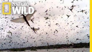 Mayfly Madness  Wild Mississippi [upl. by Yoj936]