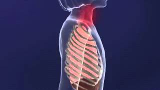 Intercostal MUscles animation YouTube [upl. by Hannover]