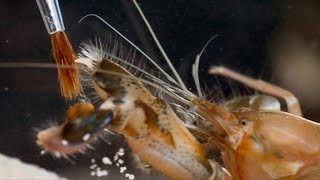 Pistol Shrimps Cavitation Bubble  Richard Hammonds Invisible Worlds  Earth Science [upl. by Sissie959]