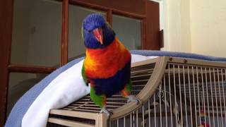 Best talking Parrot Rainbow lorikeet [upl. by Miza61]