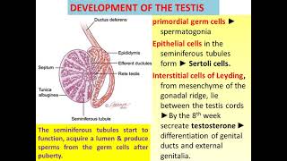 Development of gonads [upl. by Abrahams]