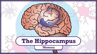 Memory and the Hippocampus [upl. by Hertz]