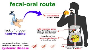 Typhoid Fever Salmonella typhi [upl. by Osnofla]