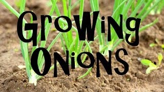 How to Plant Grow amp Harvest Onions from Start to Finish [upl. by Nraa]