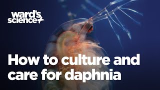 Caring and Culturing for Daphnia [upl. by Nolava847]