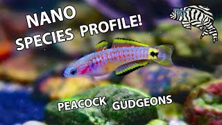 PEACOCK GUDGEONS Keeping Feeding amp Breeding  Species Profile [upl. by Ganiats]