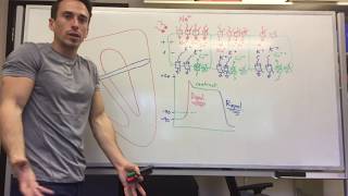 Heart Muscle myocardium Action Potential  Cardiology [upl. by Kenison554]