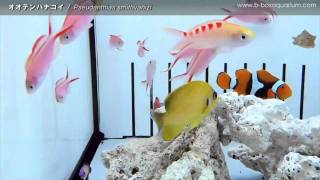 Marine  オオテンハナゴイ  Pseudanthias smithvanizi [upl. by Alvina]