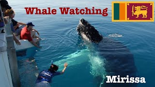 Whale Watching ll Mirissa ll SriLanka ll SriLanka Tourism ll Kandy Luxury Tours [upl. by Dammahum246]