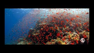 Red Sea quotAnthiasGoldfishquot [upl. by Orat177]