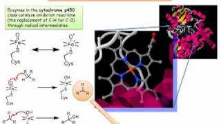 Cytochrome P450 Radicals in a Biochemical Setting [upl. by Esorlatsyrc]