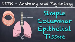 DITW  Simple Columnar Epithelial Tissue [upl. by Asyal763]