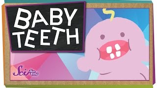 Why Do We Have Baby Teeth [upl. by Bartholomew]