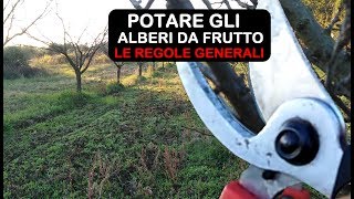 POTATURA ALBERI DA FRUTTO VEDIAMO LE REGOLE GENERALI PER POTARE [upl. by Ummersen38]