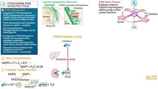 Cytochrome P450 Catalytic Cycle [upl. by Aicerg876]