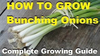 How To Grow Bunching Onions  Complete Growing Guide [upl. by Coreen]