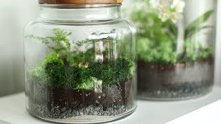 How to Set Up a Terrarium Martha Stewart [upl. by Siravat]