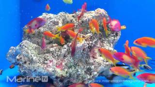 Pseudanthias squamipinnis  Anthias [upl. by Dranyer]