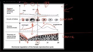 Anatomy of the Canine Urinary System [upl. by Irisa]