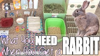 What You Need When You Get A Rabbit [upl. by Adriana]