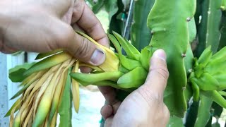 How to Remove Flower From Dragon Fruit [upl. by Eleira460]