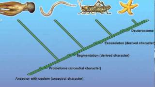 Constructing a Cladogram [upl. by Nord]