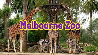 Melbourne Zoo 🇦🇺 [upl. by Mosra201]