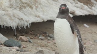 Gentoo Penguins [upl. by Ellinehc]