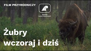 Żubry wczoraj i dziś  czyta Krystyna Czubówna [upl. by Anilejna767]