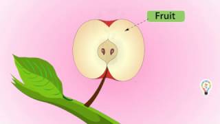 Fruits and seed Formation of a Pollinated plant  Full explanation For kids [upl. by Cahra]