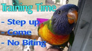 Basic Bird Training  Step up Come No Biting [upl. by Earl]