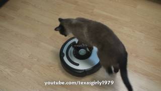 Cat shows HOW TO use iRobot Roomba Vacuum [upl. by Rochette23]